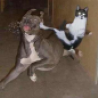 juakkimo